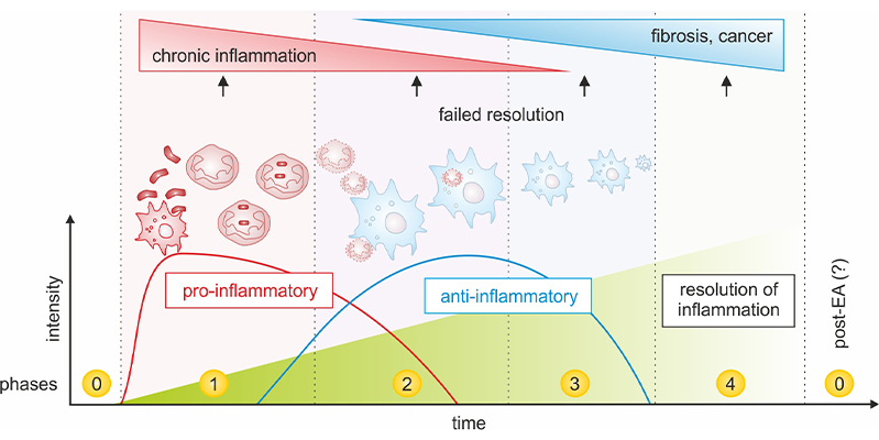 Phases resolution of inflammation